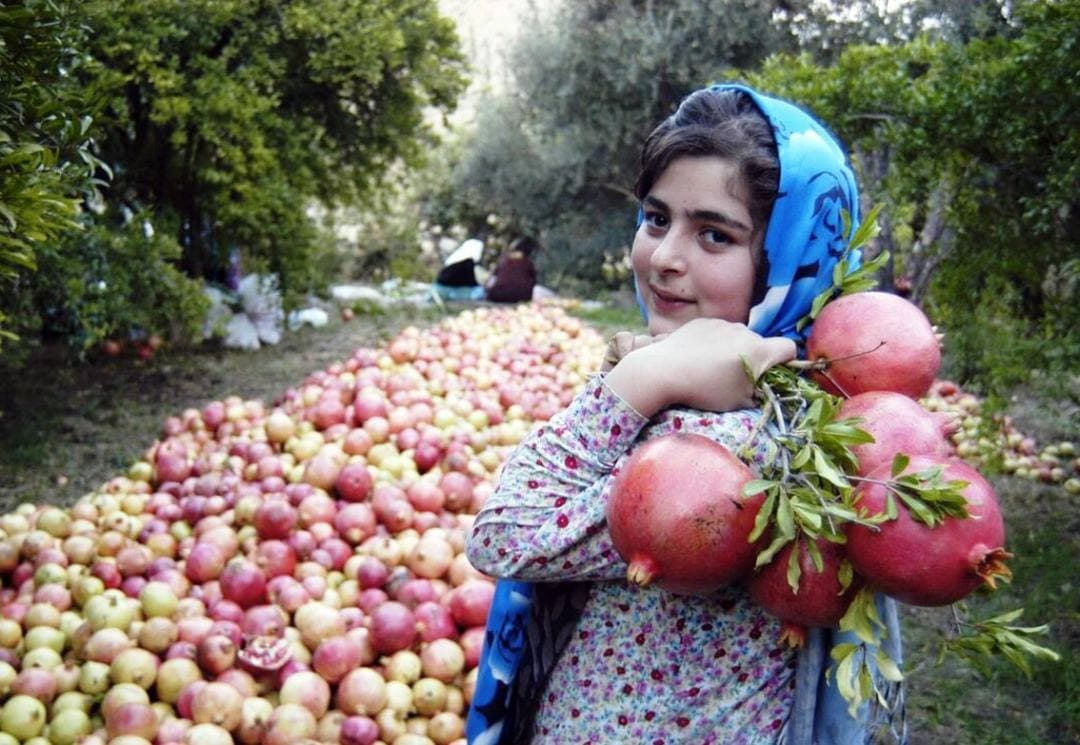 جشن شکرانه برداشت انار و انجیر در ژئوپارک جهانی یونسکو ارس برگزار می‌شود
